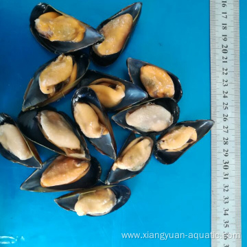 fresh delicious and tasty frozen mussels meat half shell